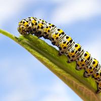 Mullein Moth caterpillar 